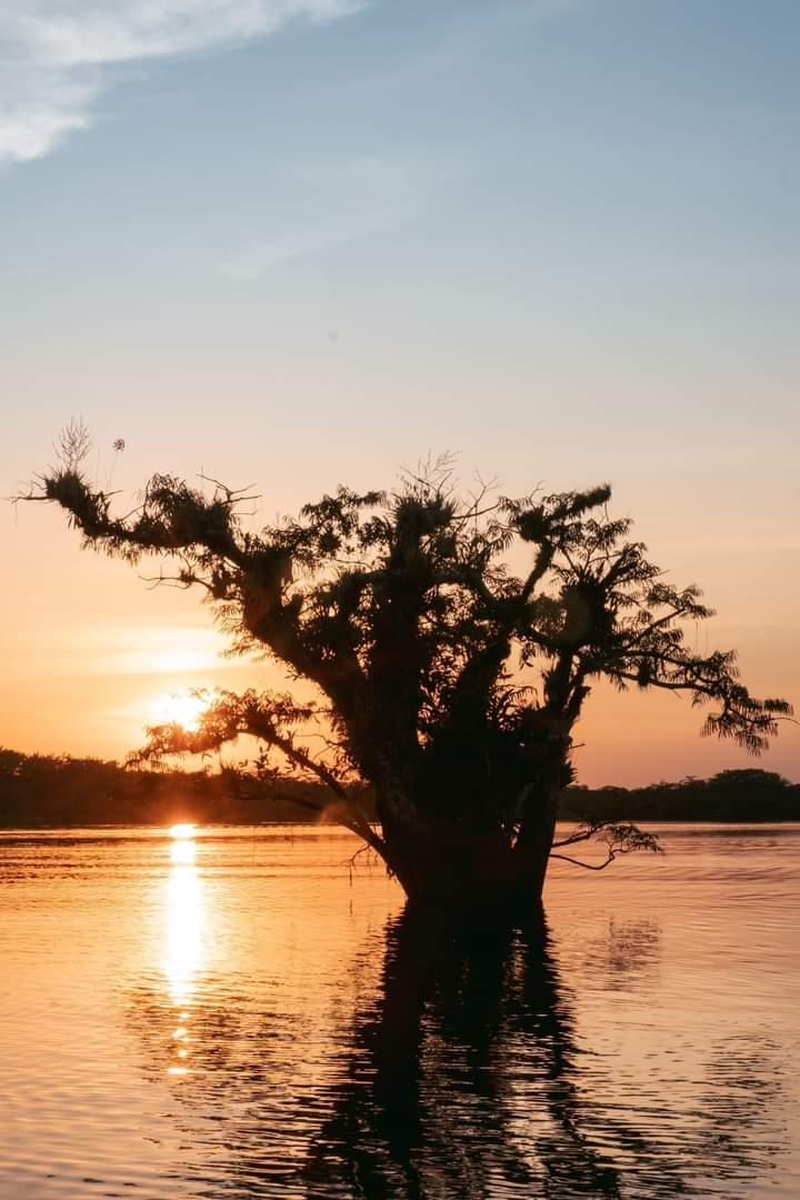 AMAZONIA