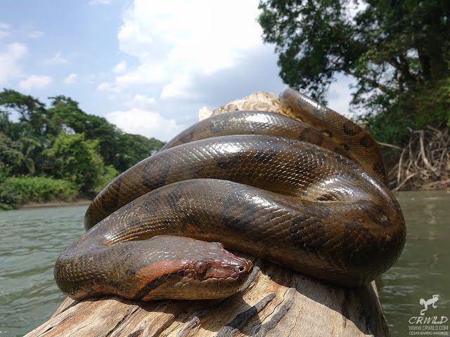 LA SERPIENTE ANACONDA